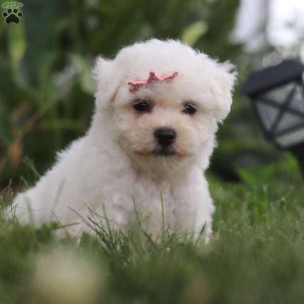 Bell, Bichon Frise Puppy